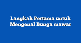 Langkah Pertama untuk Mengenal Bunga mawar