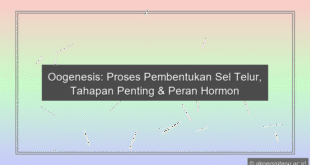 Proses Oogenesis