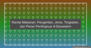 Rantai Makanan