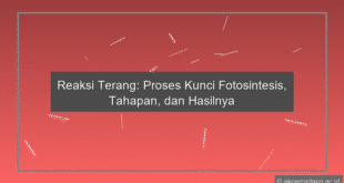 Reaksi Terang