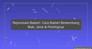 Reproduksi Bakteri