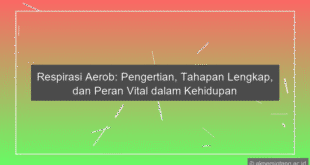 Respirasi Aerob