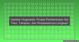 Gambar Oogenesis