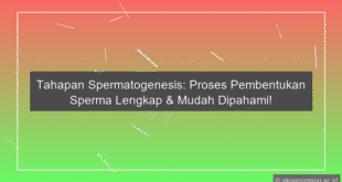Tahapan Spermatogenesis